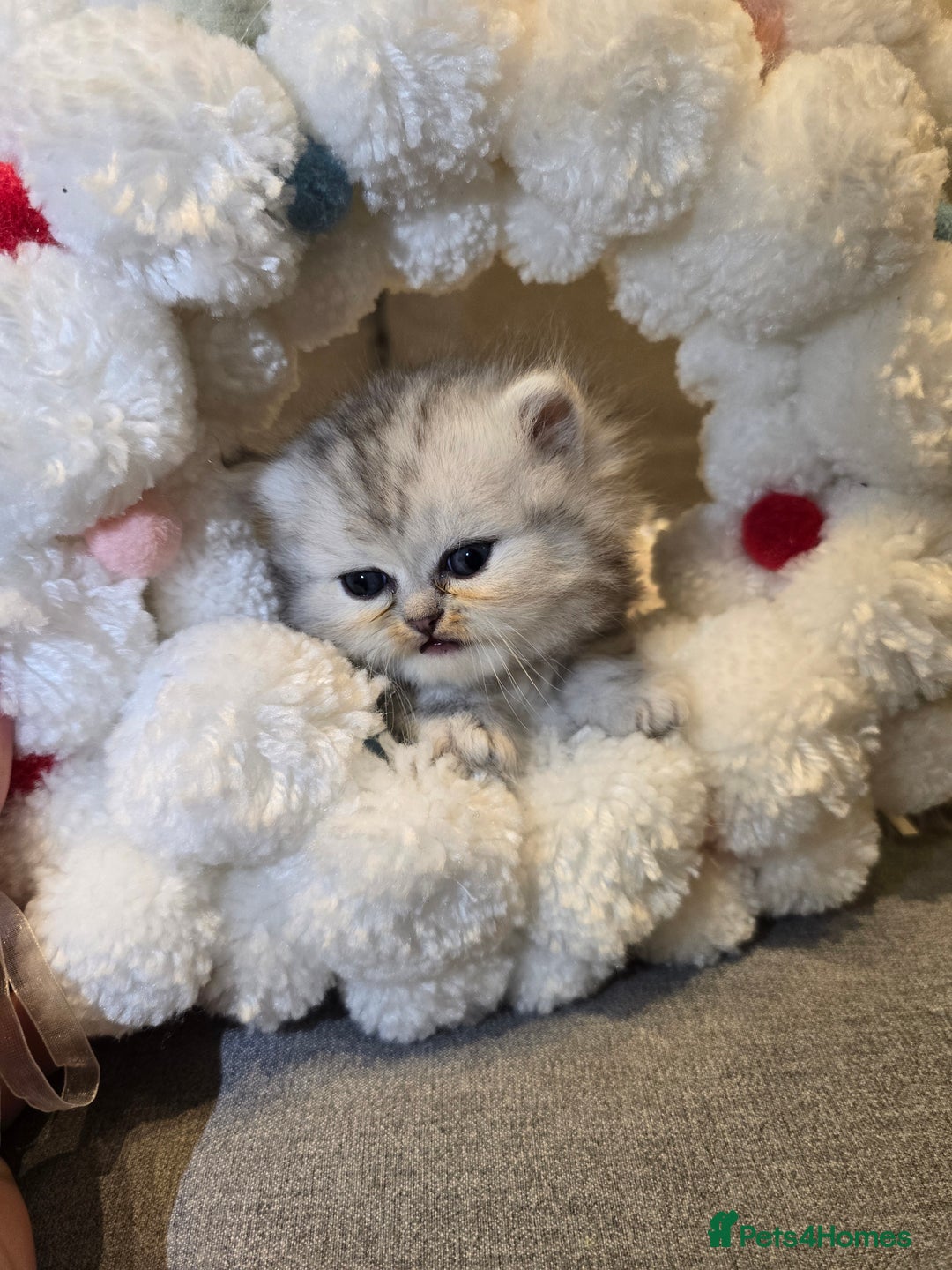 Persian cats for sale: Persian fluffy angels - Advert 26