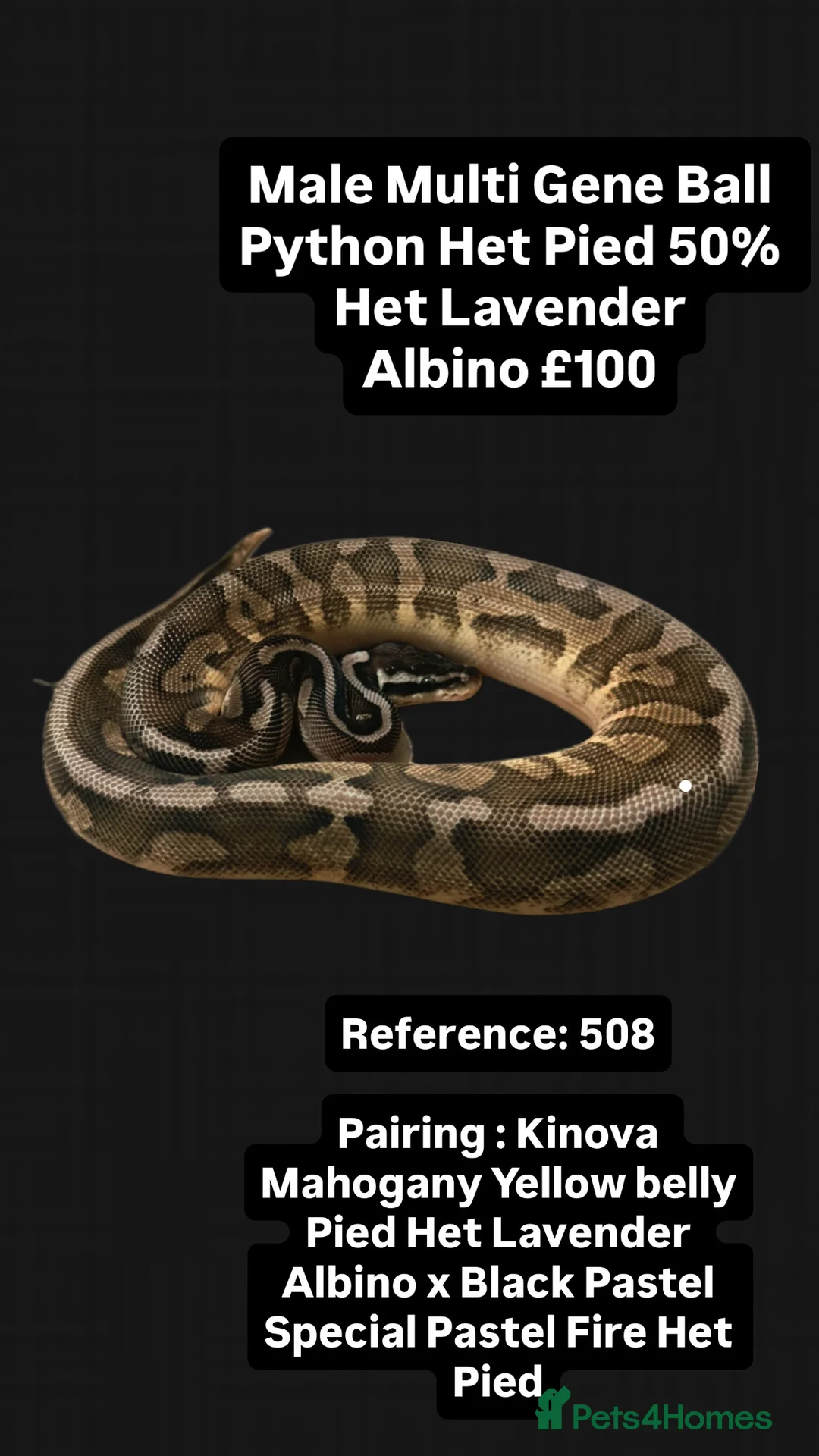 Python Snake reptiles for sale: Various 2025 Pied Ball Pythons Royal Snake - Advert 8