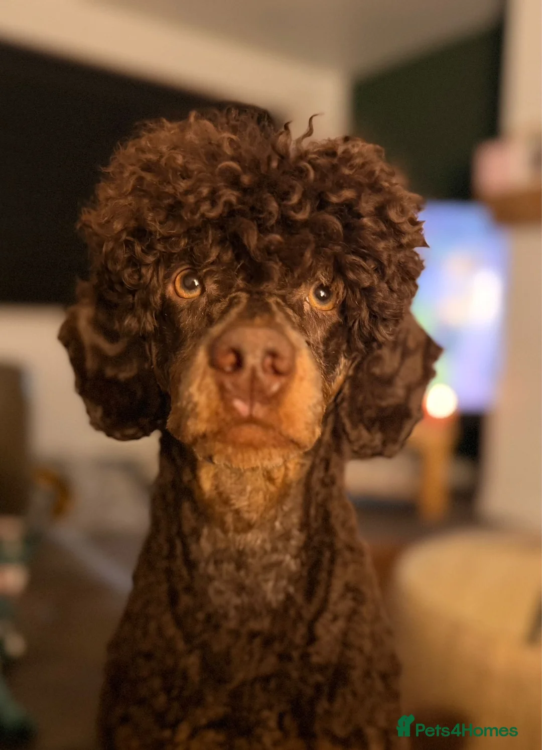 Miniature Poodle dogs for stud: KC Reg and Health Tested STUD DOG in Bacup - Advert 1