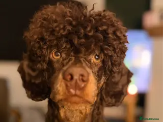 Miniature Poodle dogs KC Reg and Health Tested STUD DOG - Advert 1