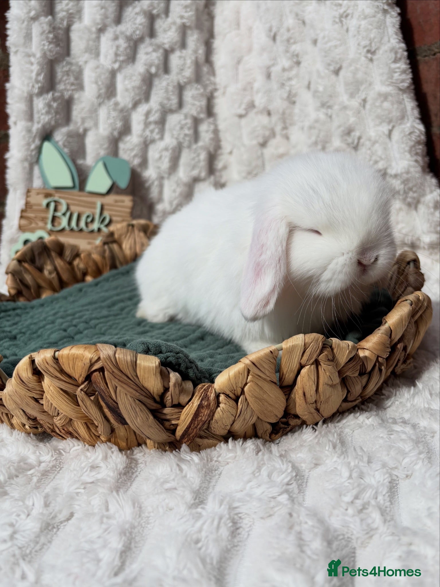 Mini Lop rabbits Mini Lops  - Advert 2
