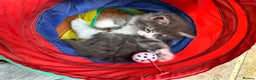 Norwegian Forest Cat cats for sale: 7 Exceptionally beautiful Norwegian Forest kittens - Advert 12