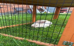 Rex rabbits for sale: Beautiful Rabbit in need of a home  - Image 6