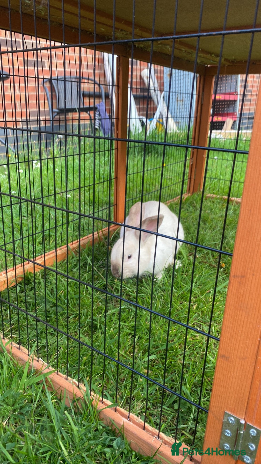 Rex rabbits for sale: Beautiful Rabbit in need of a home  - Image 6