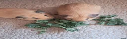 Guinea Pig rodents for sale: PURE CALIFORNIAN BABIES - Advert 1