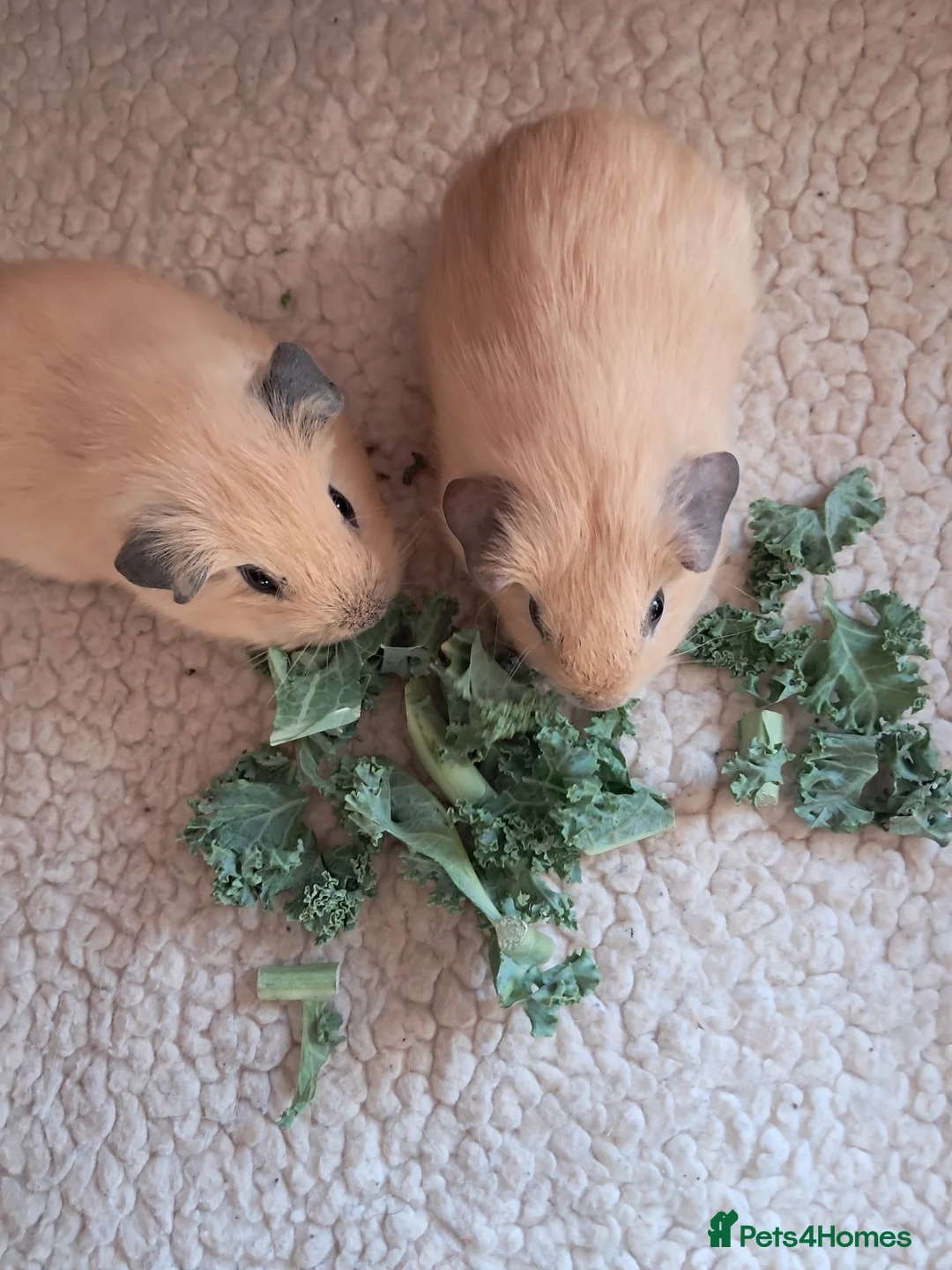 Guinea Pig rodents for sale: PURE CALIFORNIAN BABIES - Advert 1