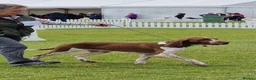 Bracco Italiano dogs for sale: Wonderful litter  - Advert 8
