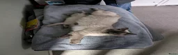 Ragdoll cats for sale: Two shorthaired Ragdolls - Ready now  - Advert 8