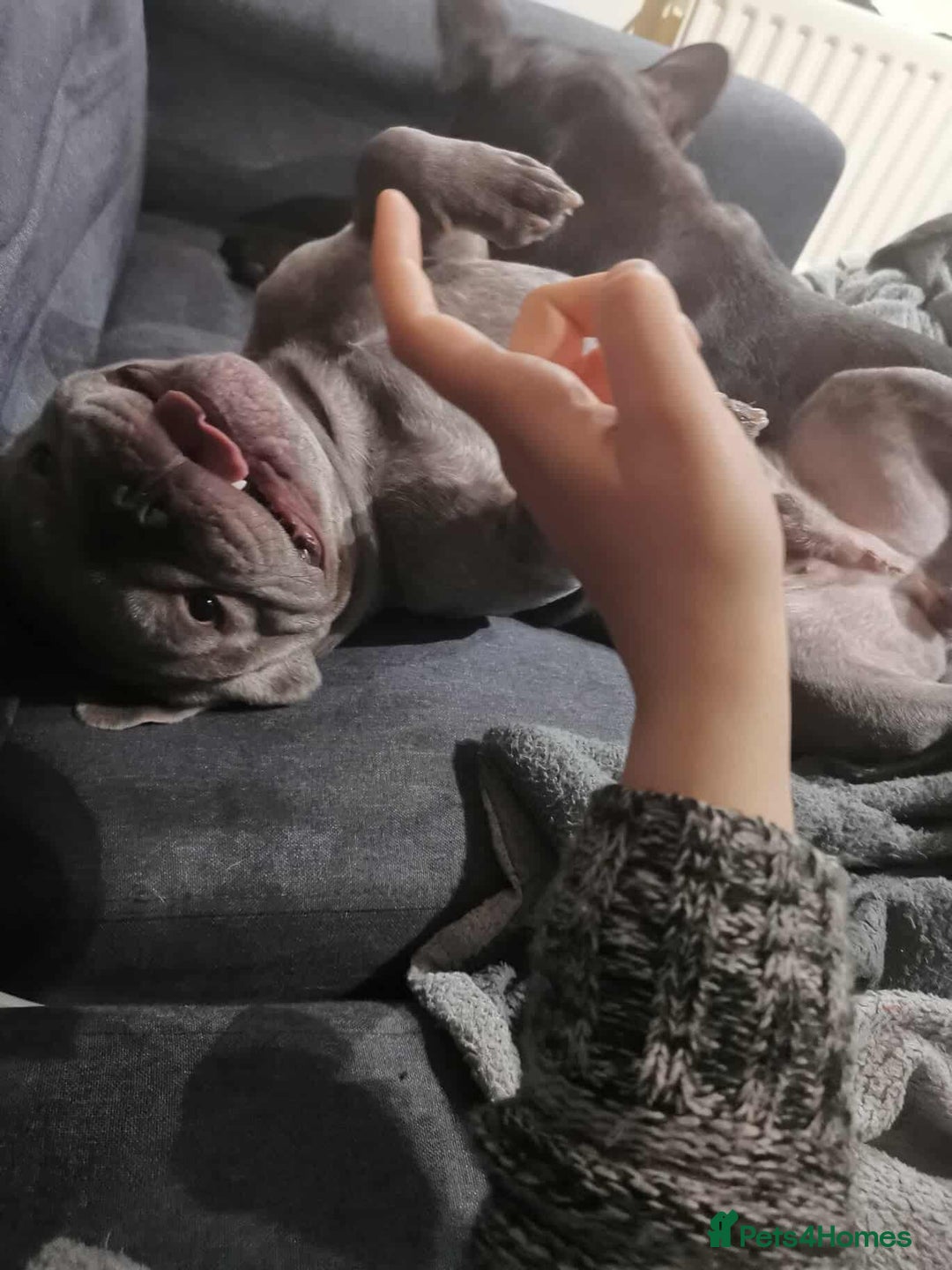 French Bulldog dogs for adoption: ❤️🐶 TILLY & 💙🐶 MARLEY – Two Loving Companions - Advert 8