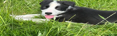 Border Collie Puppy 1