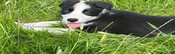 Border Collie dogs for sale: Isds border collie pups  in Batley - Advert 7