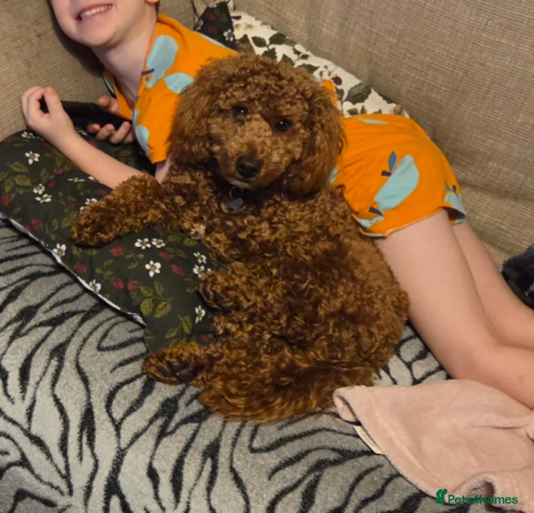 Toy Poodle dogs for sale: Beautiful Toy Poodle (11mo) needs loving new home in Cardiff - Advert 2