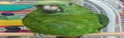 Parrots birds for sale: Amazons/Parrots/Parakeets available  - Advert 12
