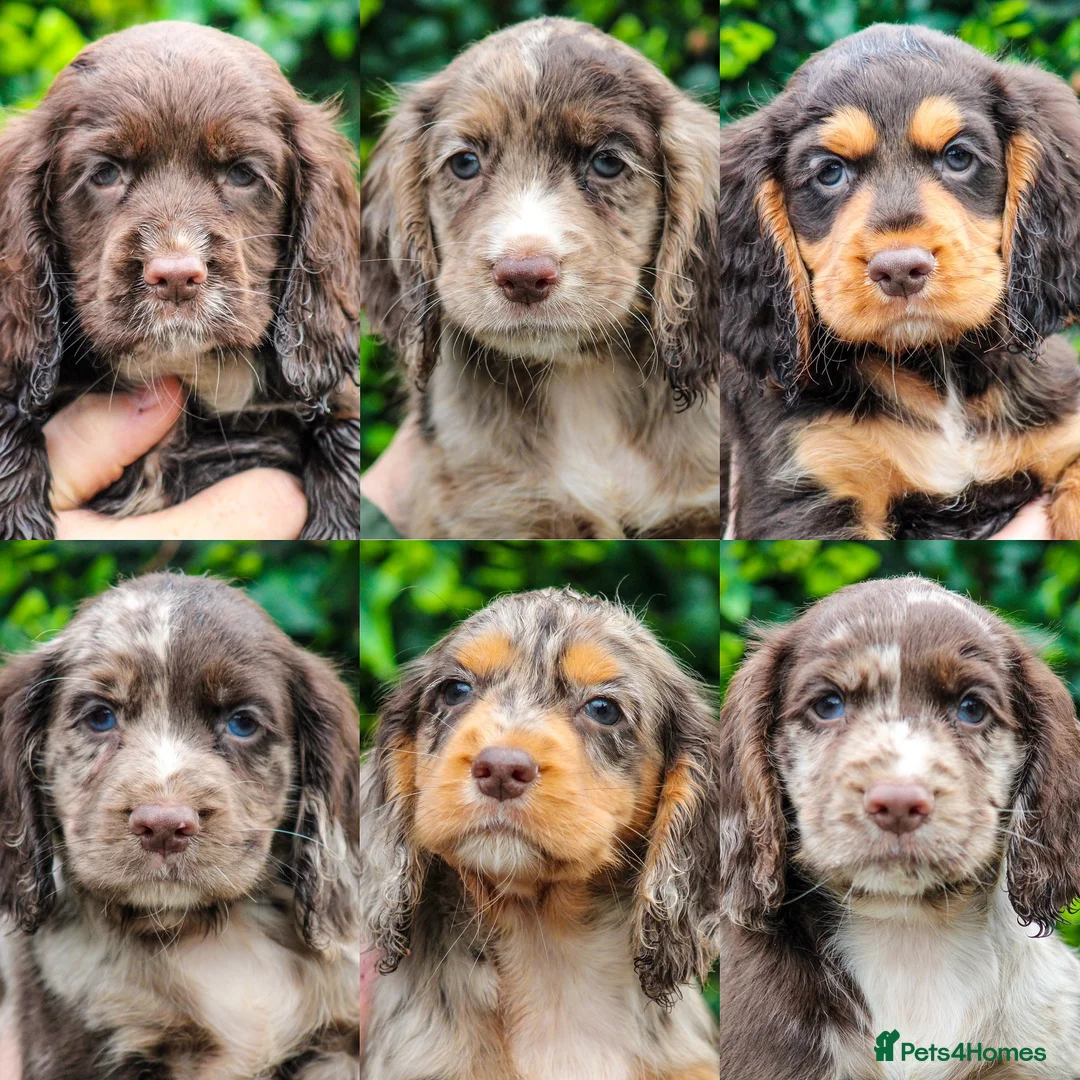 Cocker Spaniel dogs for stud: Merle Cocker Spaniel at stud - DNA tested🧬 in Dudley - Advert 10