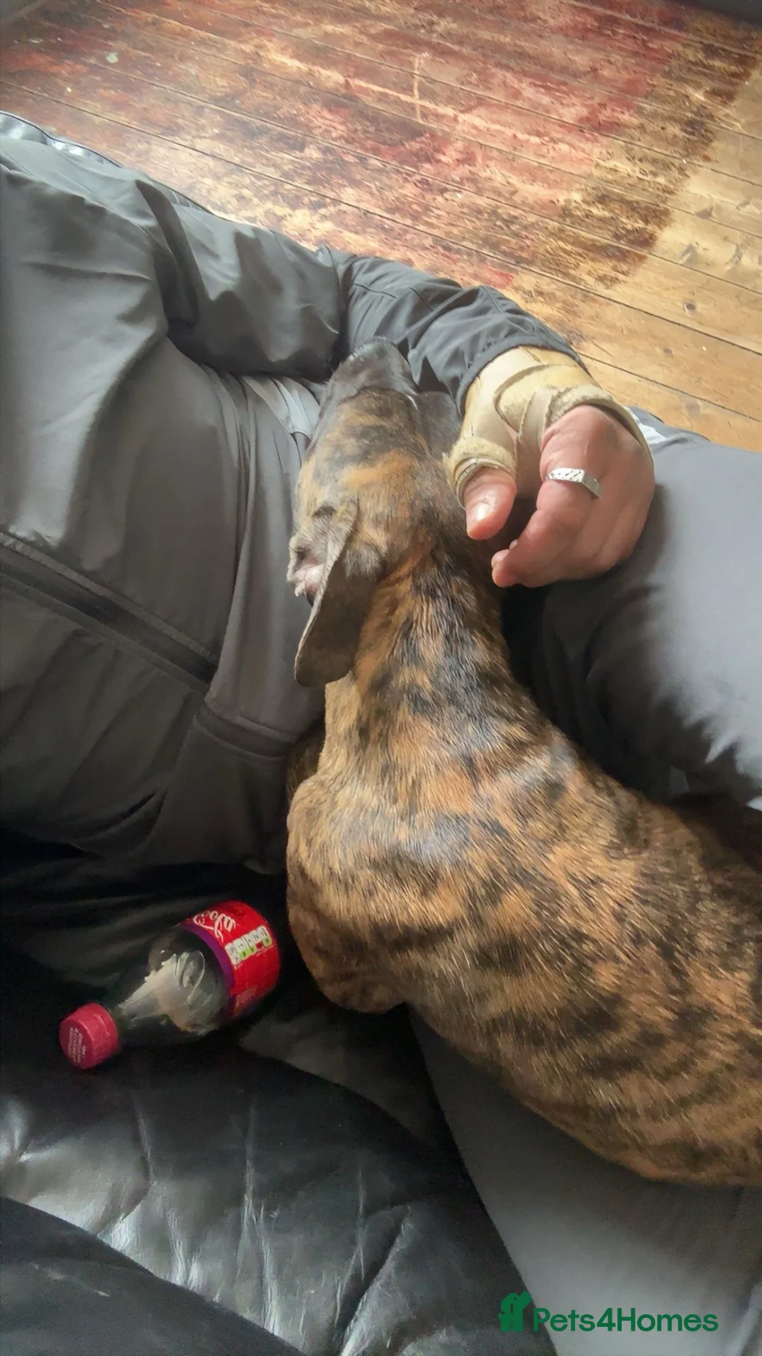 American Bull Staffy dogs for sale: 6 month old staffy - Advert 2