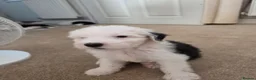 Old English Sheepdog dogs for sale:  Blue Eyes Old English Sheepdog Puppies  - Advert 17