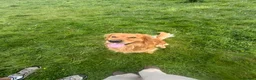 Golden Retriever dogs for stud: HANDSOME DARK GOLDEN RETRIEVER STUD-PICK OF LITTER - Advert 6