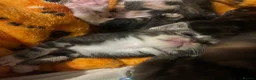 Mixed Breed cats for sale: Female kittens for sale  - Advert 8