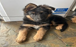 German Shepherd dogs for sale: Pure breed German Shepherd puppies  - Image 1