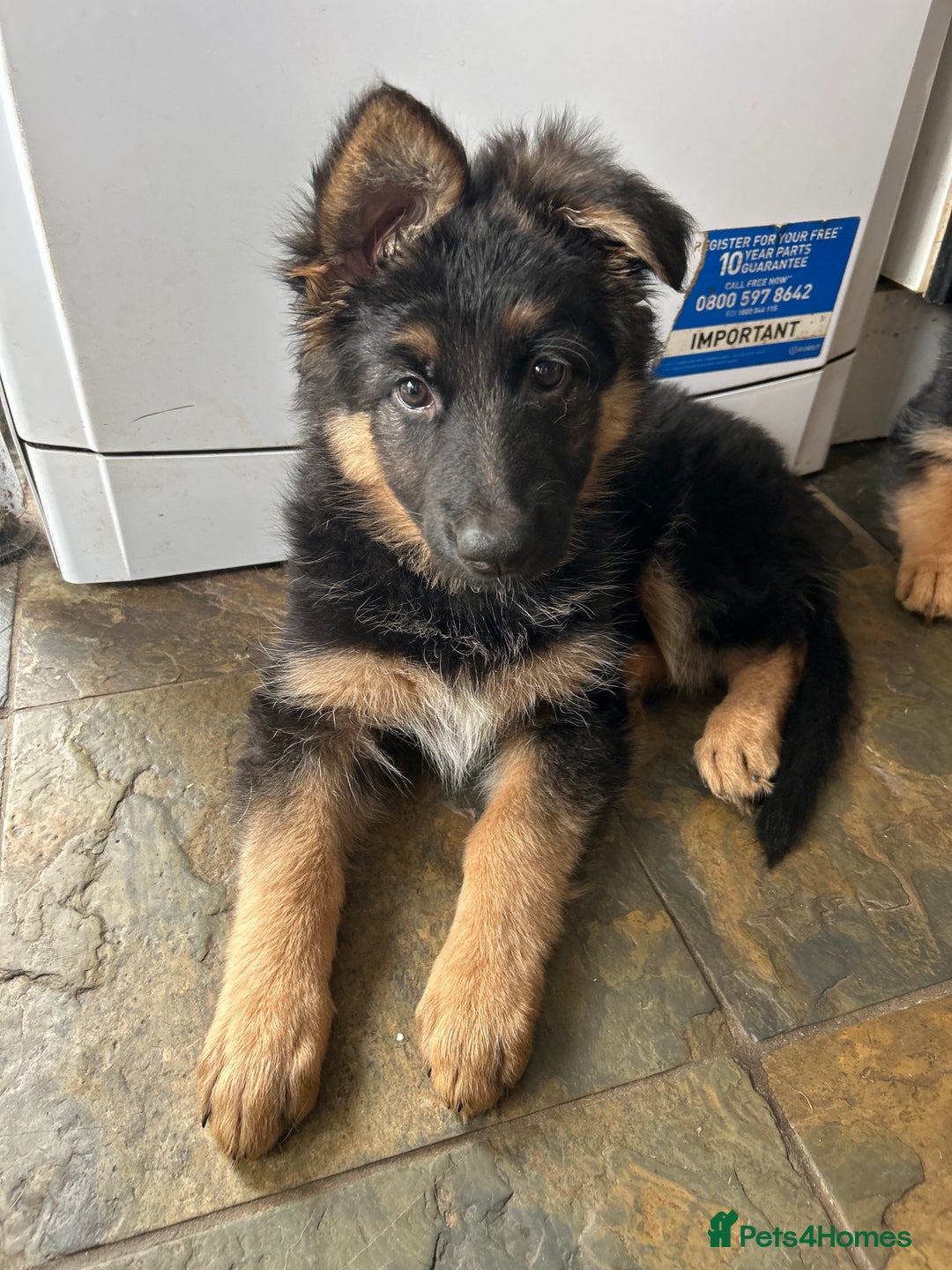 German Shepherd dogs for sale: Pure breed German Shepherd puppies  - Image 1