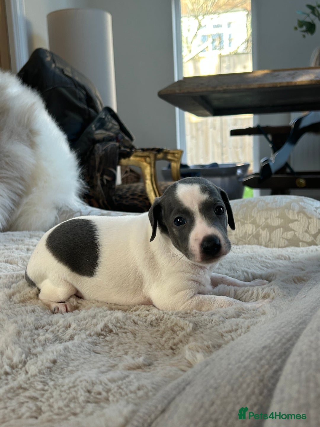 Italian Greyhound dogs for sale: Beautiful KC Reg Italian Greyhound puppies  - Advert 10