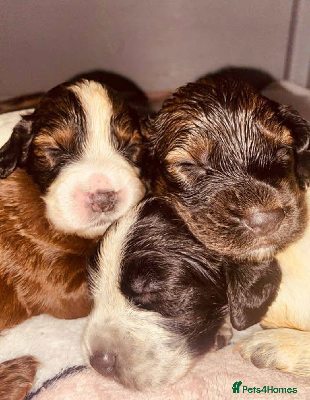 Sprocker dogs for sale: Beautiful Sprocker Puppies Ready 30th December - Advert 19