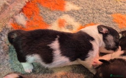 Welsh Corgi Pembroke dogs for sale: Wow !! Bobtail and long available  - Image 8
