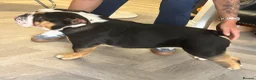 English Bulldog dogs for stud: 🔥💎 EXCLUSIVE BLACK TRI STUD SERVICE 💎🔥 - Advert 4