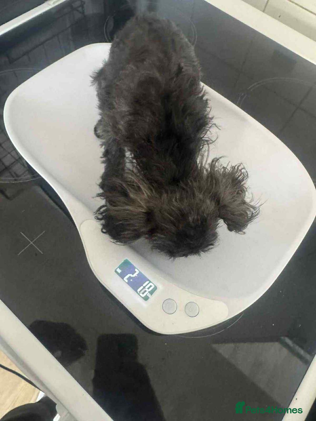 Toy Poodle dogs for sale: Asian toy poodle girl.  - Image 3