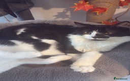 British Longhair cats for sale: Rescue kittens🧡 - Image 25