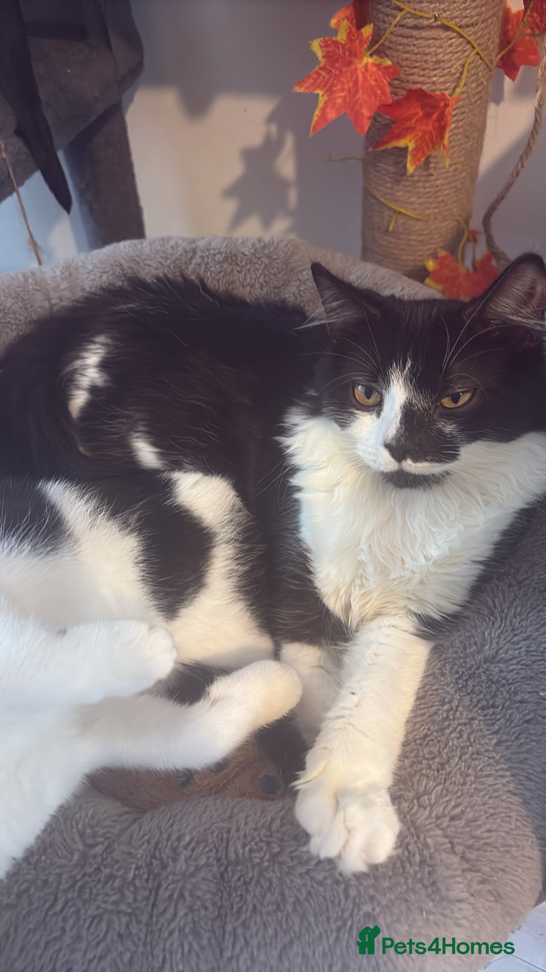 British Longhair cats for sale: Rescue kittens🧡 - Image 25