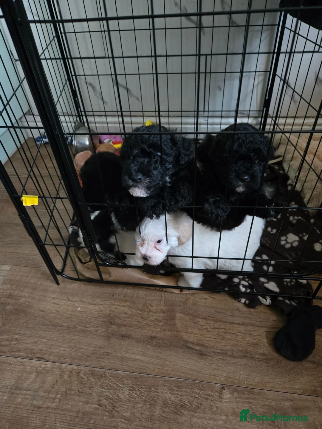 Shihpoo dogs for sale: Shihpoo pups for sale - Advert 2