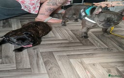 French Bulldog dogs for sale: Frenchie pups for sale  - Image 9