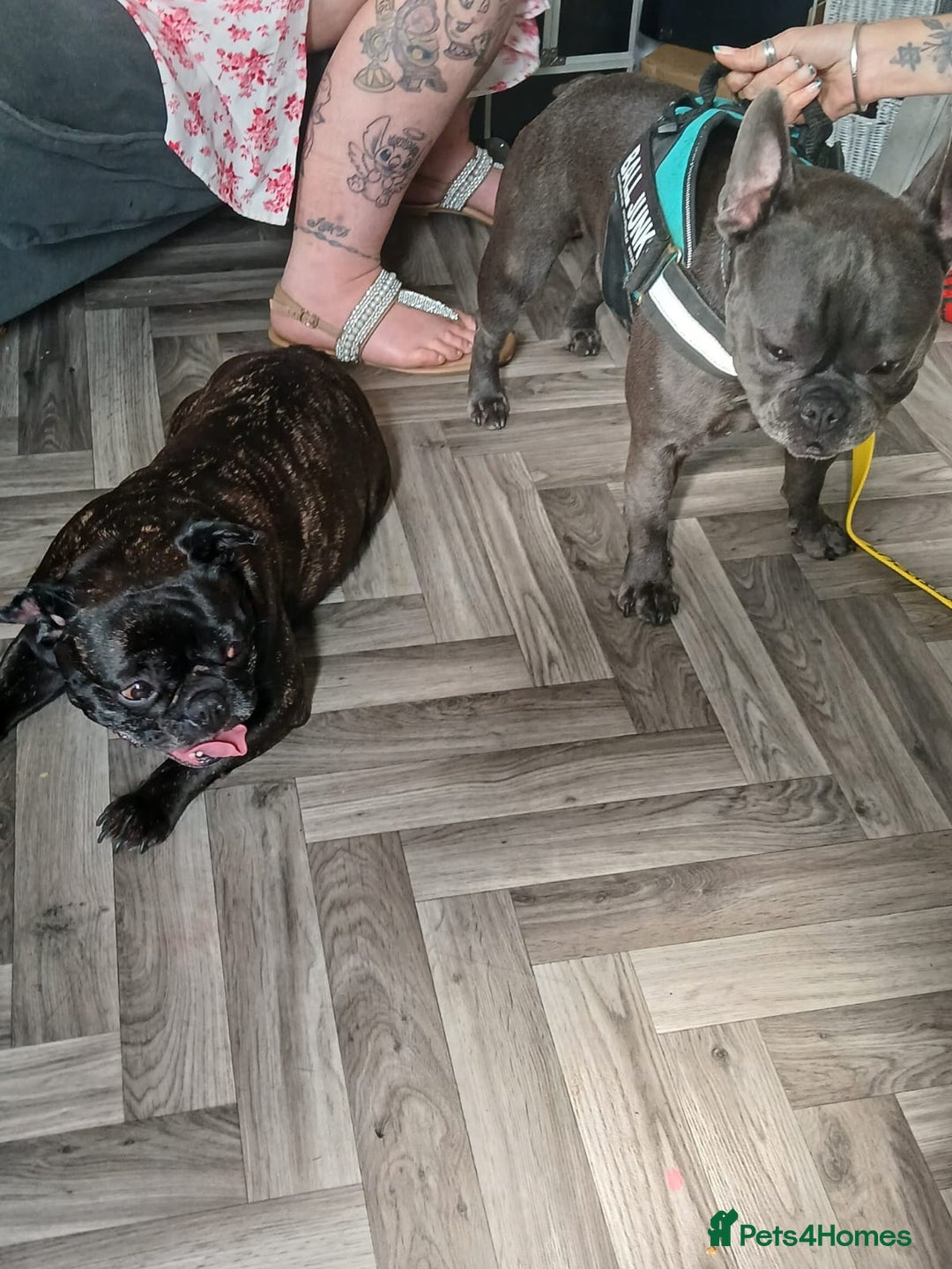 French Bulldog dogs for sale: Frenchie pups for sale  - Image 9
