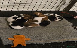 Jack Russell dogs for sale: 2 boys & 1 girl left, Ready & available from today - Image 15