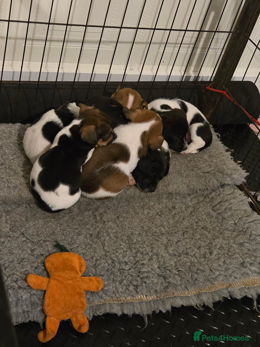 Jack Russell dogs for sale: 2 boys & 1 girl left, Ready & available from today - Image 15
