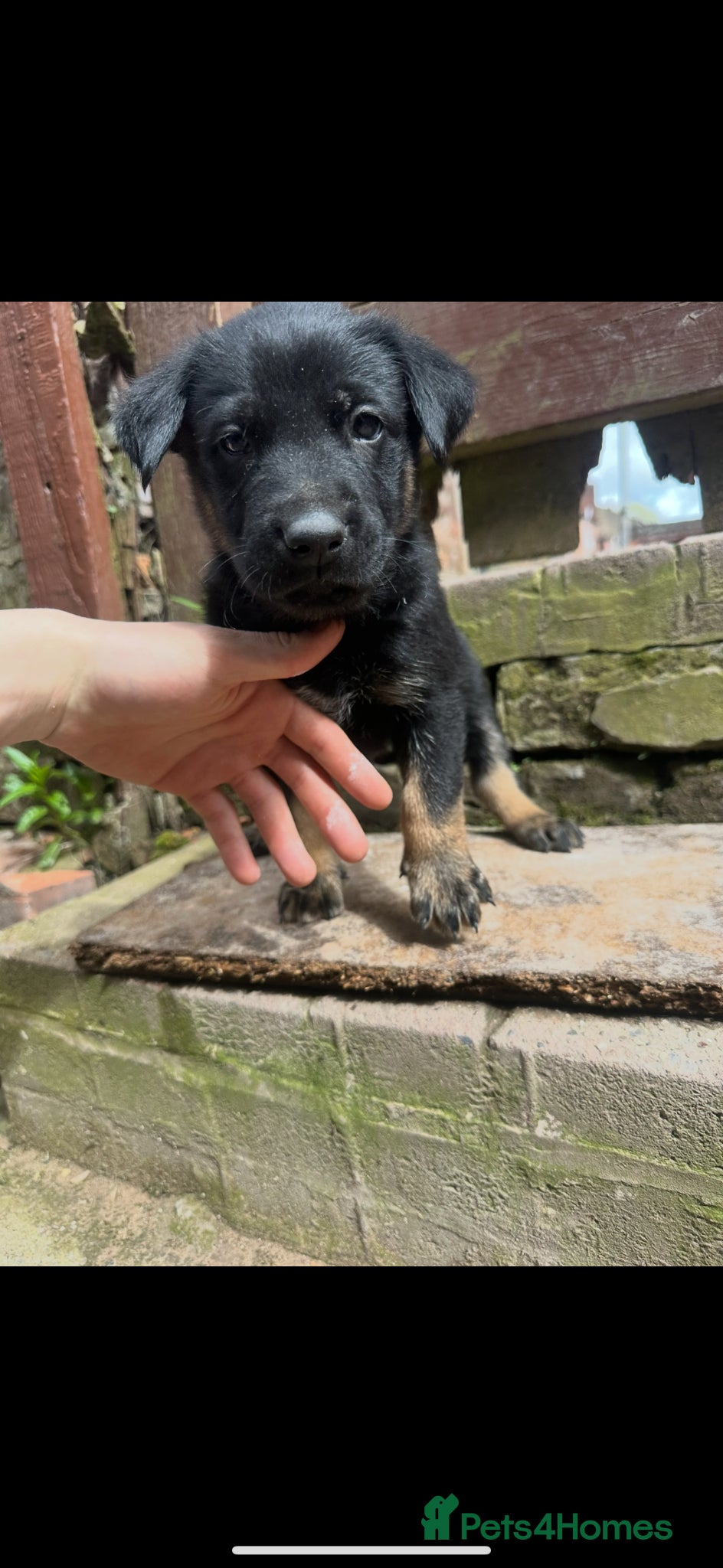 Belgian Shepherd Dog dogs Belgian Malinois pups  - Advert 2