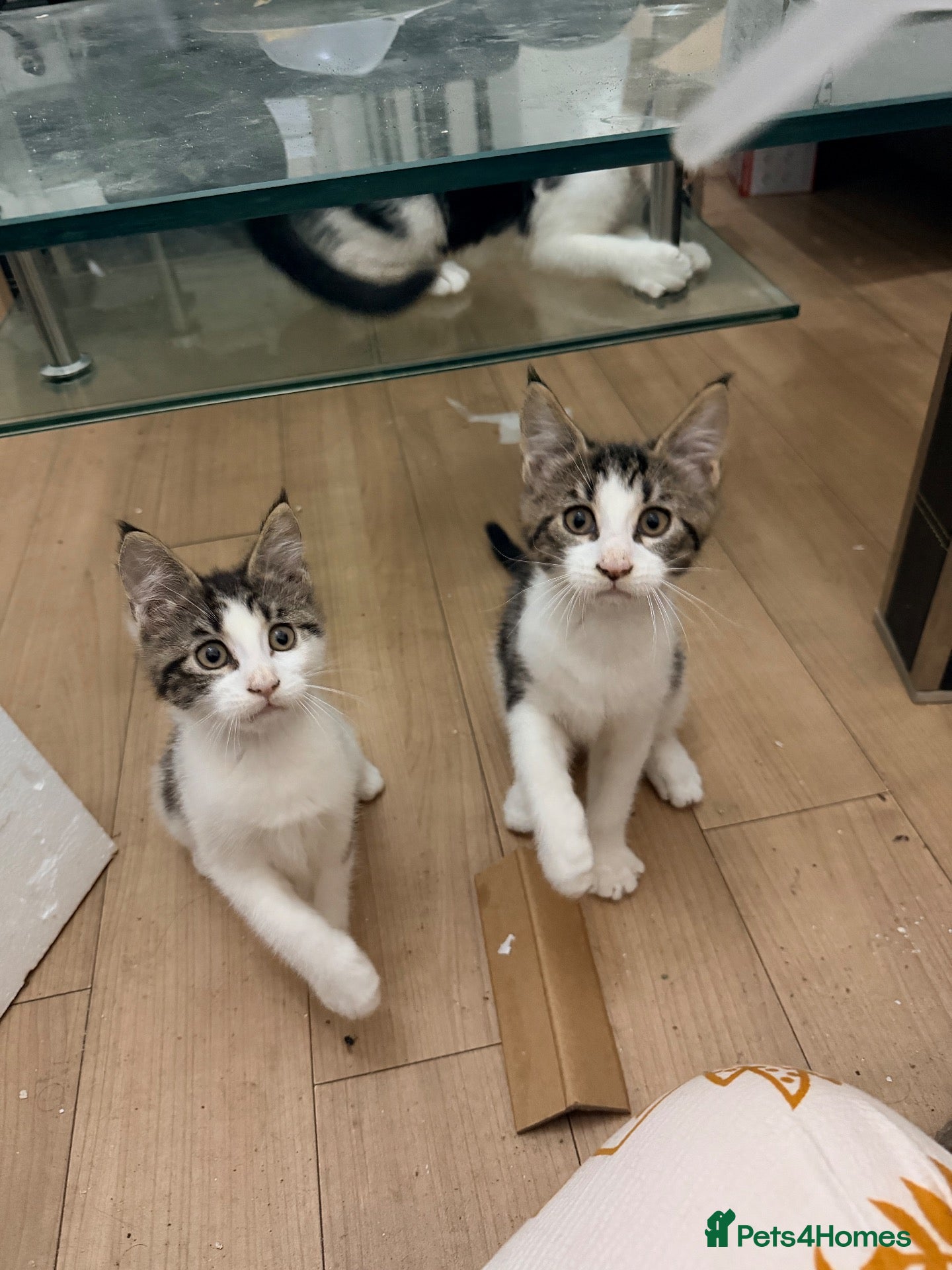 Maine Coon cats Half Maine Coon kittens  - Advert 1