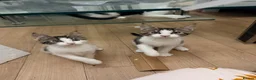 Maine Coon cats for sale: Half Maine Coon kittens  in Oldham - Advert 1