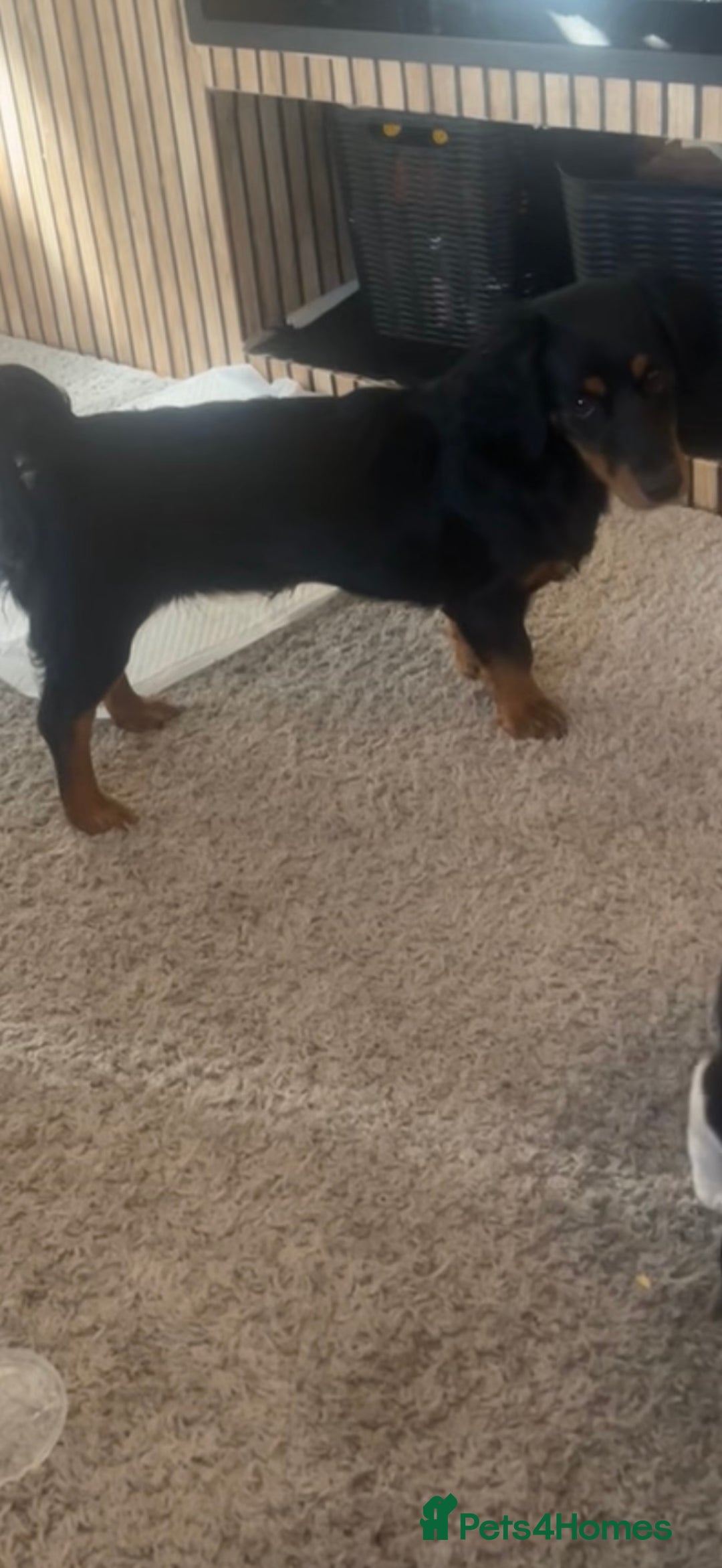 Jack Russell dogs for sale: We have nala and Murphy  - Advert 1