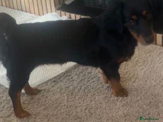 Jack Russell dogs We have nala and Murphy - Advert 4