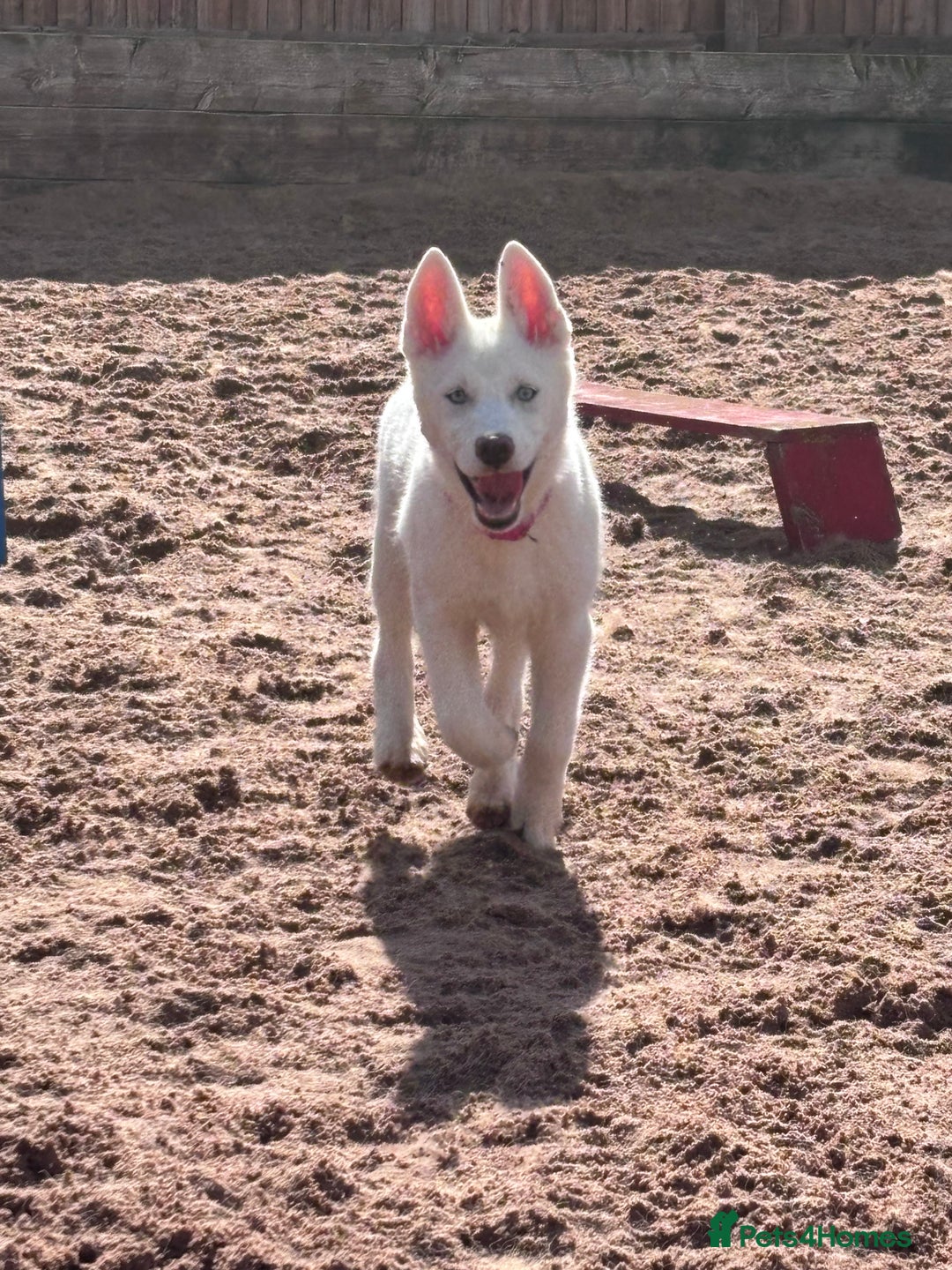 Utonagan dogs for sale: Last 2 Husky (Utonagon) Puppies - READY NOW - Image 20