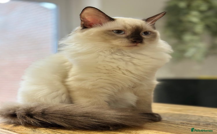 Ragdoll cats 💙 Stunning Seal Point Male - DNA Clear Parents - Advert 3
