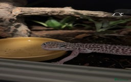 Leopard Gecko reptiles for sale: female leopard gecko - can come with viv and stand - Advert 1