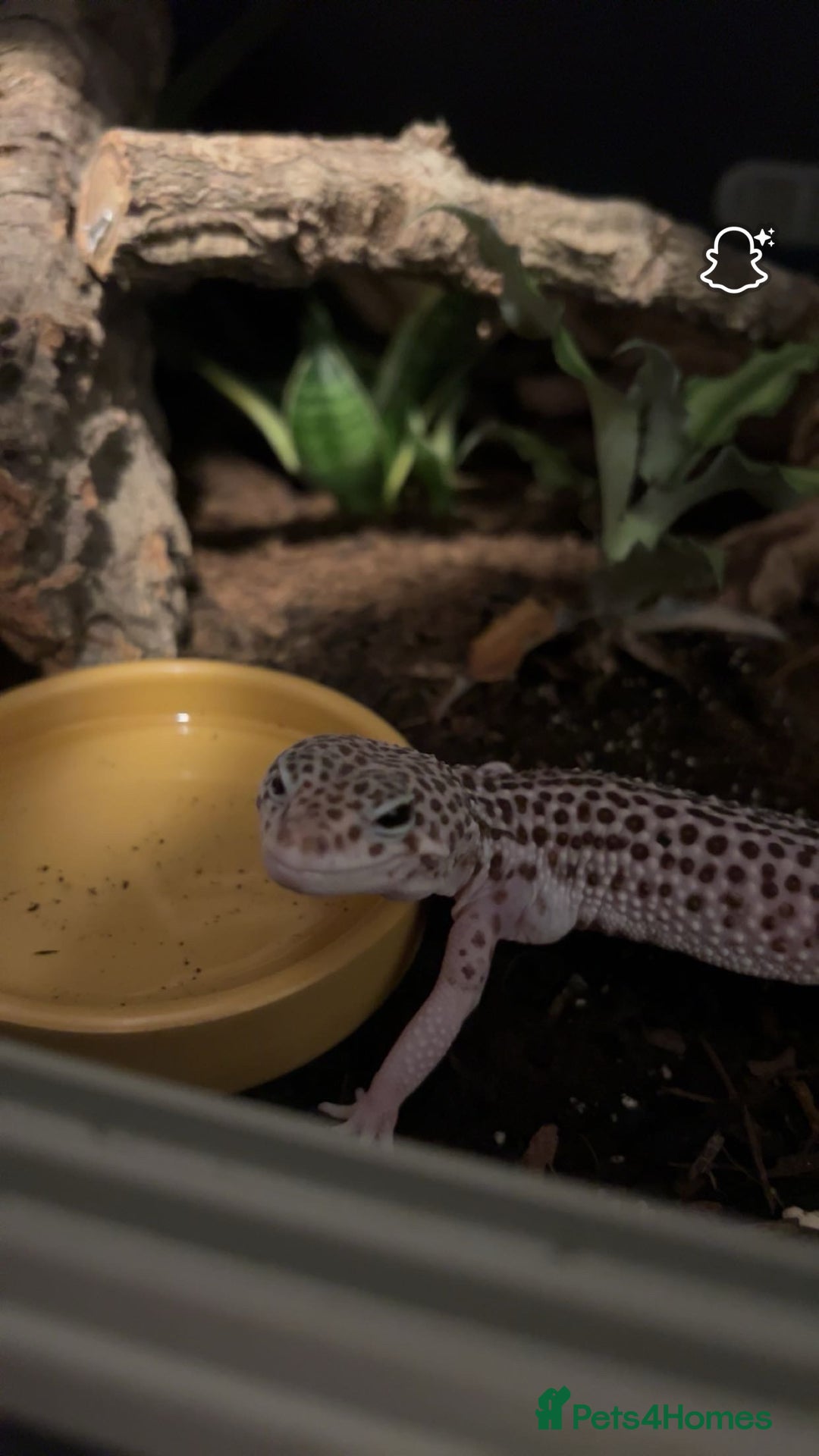 Leopard Gecko reptiles for sale: female leopard gecko - can come with viv and stand - Advert 1