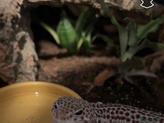 Leopard Gecko reptiles for sale: female leopard gecko - can come with viv and stand - Advert 1