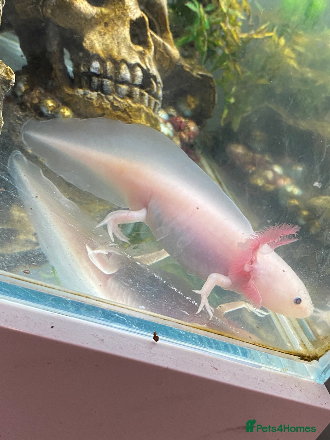Pond Fish fish for sale: 2 Full grown axolotls - Image 5
