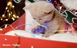 British Shorthair cats for sale: BSH Males and Females available  - Image 19