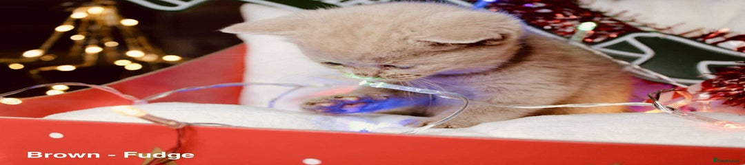 British Shorthair Kitten 6