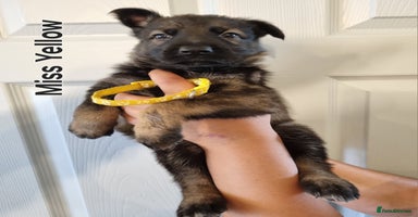 German Shepherd dogs - Advert 3